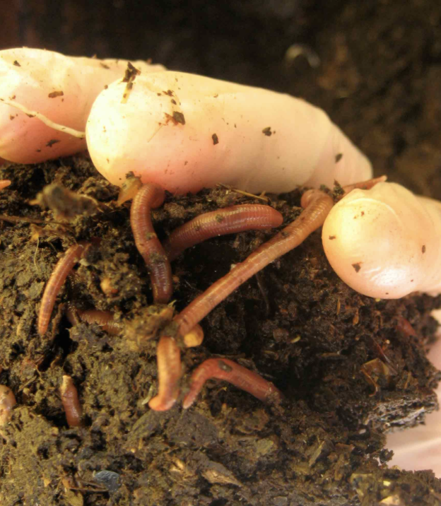 Núcleo de lombrices para hacer compost 2